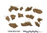 藏品(白髮苔屬)的圖片